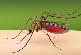 बङ्गलादेशमा डेंगुका बिरामी ५० हजार नाघ्यो, २६४ जनाको मृत्यु 